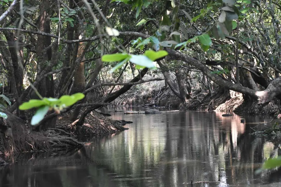 കുറുവ ദ്വീപ് | ഫോട്ടോ: രമേഷ്കുമാര് വെള്ളമുണ്ട