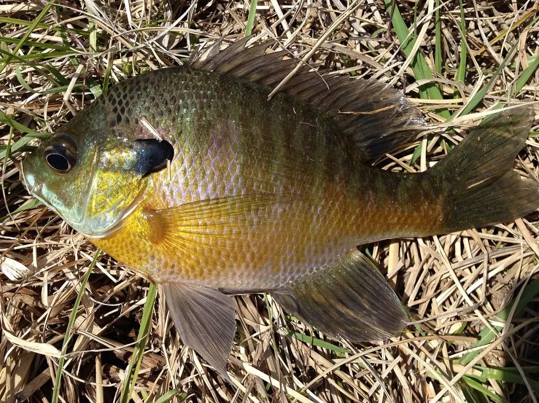 ബ്ലൂ ഗിൽ മത്സ്യം | By Fredlyfish4 - Own work, CC BY-SA 3.0, https://commons.wikimedia.org/w/index.php?curid=32609624