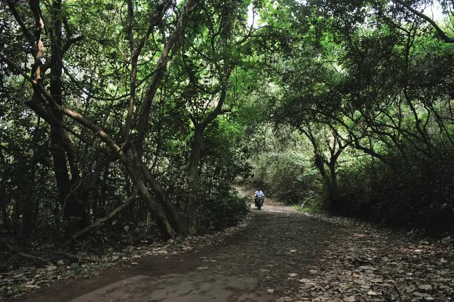വന്യജീവികളില്ലാത്ത 131 ഹെക്ടര് കാനനഭംഗി; ഇനിയും അവഗണിക്കണോ ജാനകിക്കാടിനെ..