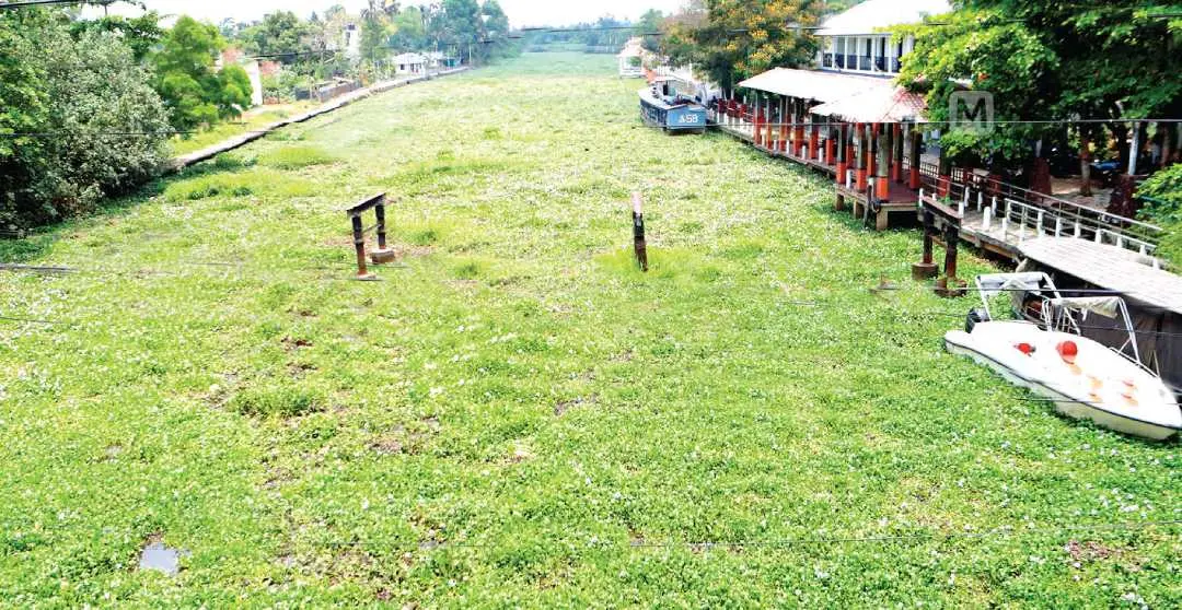 കോടിമത ബോട്ട് ജെട്ടിയിൽ കൊടൂരാറിൽ പോള നിറഞ്ഞ് കിടക്കുന്നു