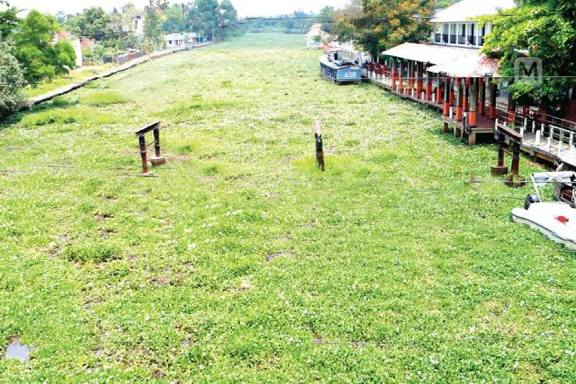 ജലപാതയില് പോള നിറഞ്ഞ് ബോട്ട് നീങ്ങുന്നില്ല; ആലപ്പുഴ-കോട്ടയം ബോട്ട് യാത്ര പ്രതിസന്ധിയില്