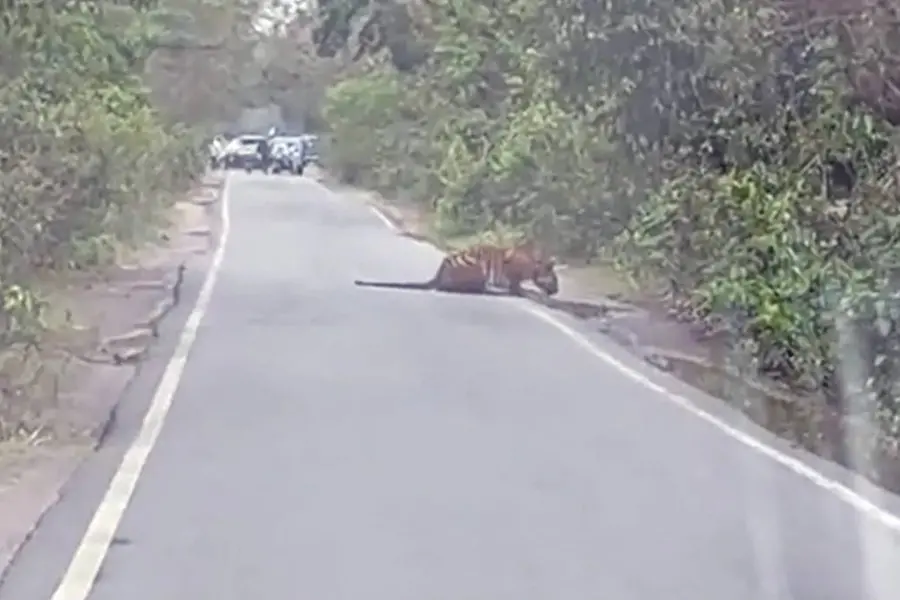 വല്ലാത്ത ദാഹം, റോഡ് ബ്ലോക്കാക്കി ദാഹമകറ്റുന്ന ബംഗാള് കടുവ | വൈറല് വീഡിയോ