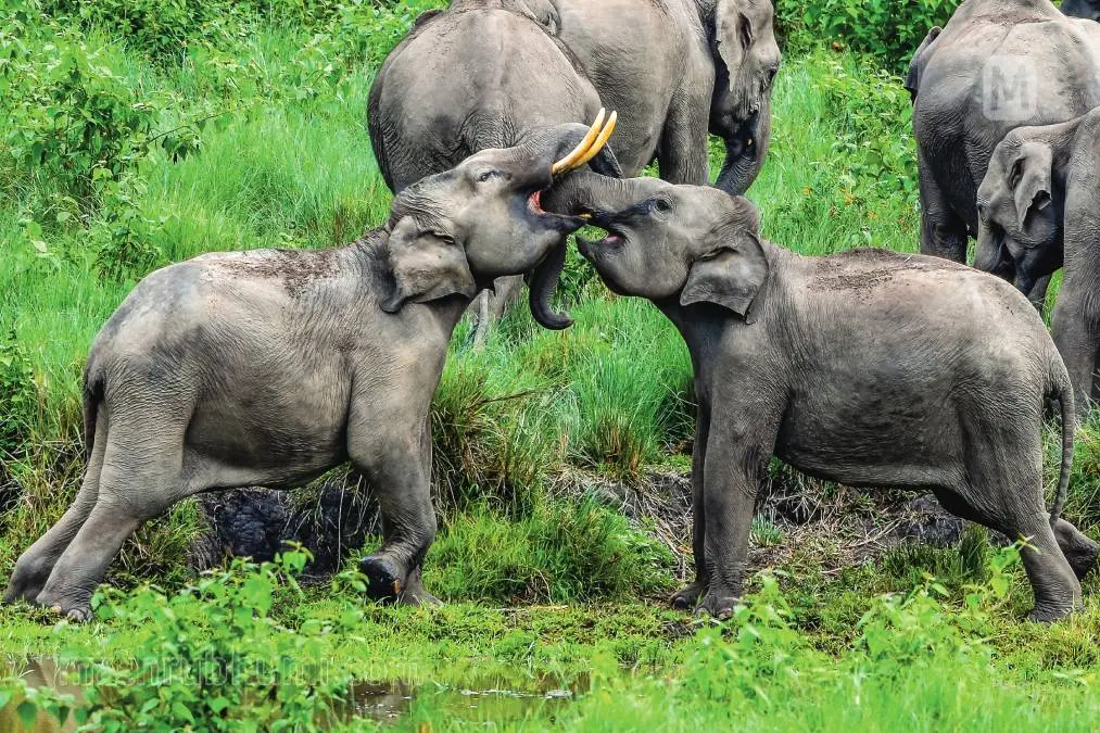 ഫോട്ടോ:നവനീത് നായർ | മാതൃഭൂമി
