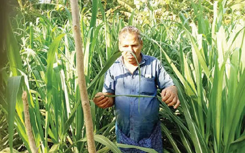 കെ.പി.ഹുസൈന് കോറളായിത്തുരുത്തിലെ കരിമ്പ് തോട്ടത്തില് | ഫോട്ടോ: മാതൃഭൂമി