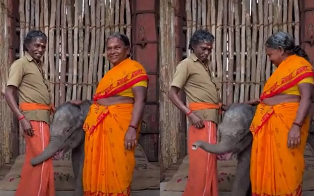 ബൊമ്മനും ബെള്ളിയും പുതുതായെത്തിയ ആനക്കുട്ടിക്കൊപ്പം | ഫോട്ടോ: സ്ക്രീൻഗ്രാബ്