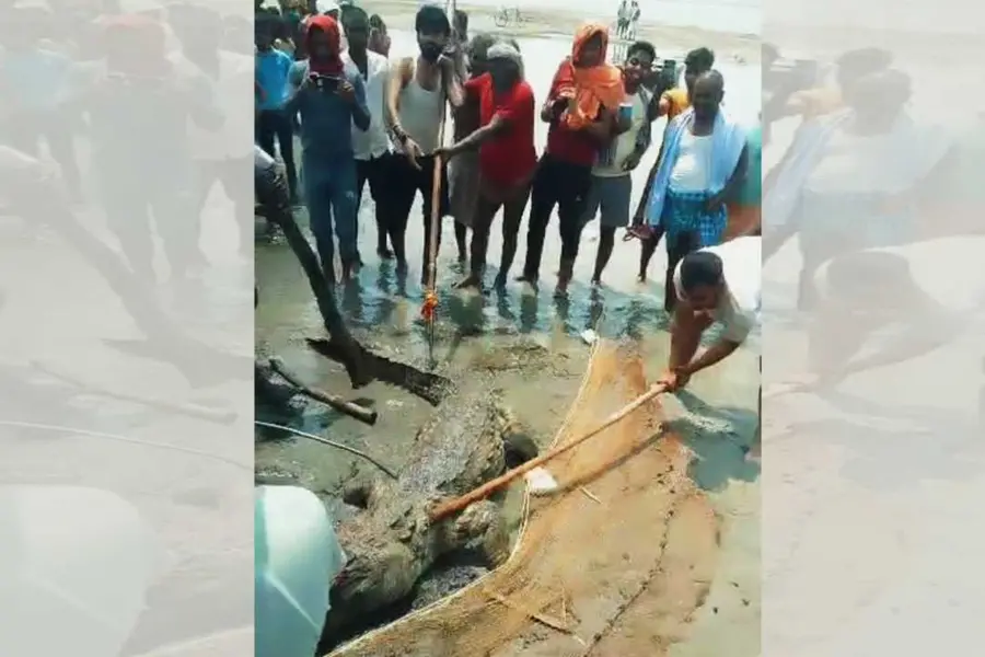 ഗംഗാനദിയിൽ കുളിക്കാനിറങ്ങിയ 14-കാരനെ കടിച്ചുകൊന്നു; മുതലയെ തല്ലിക്കൊന്ന് നാട്ടുകാർ