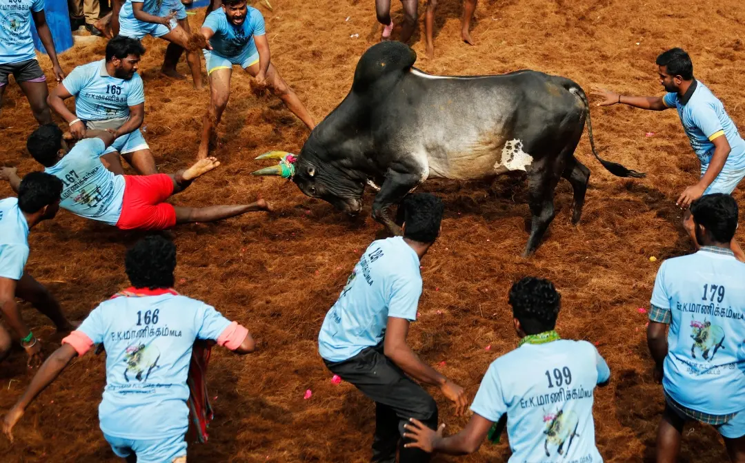 ജല്ലിക്കെട്ട് (ഫയല് ചിത്രം) | Photo: AP