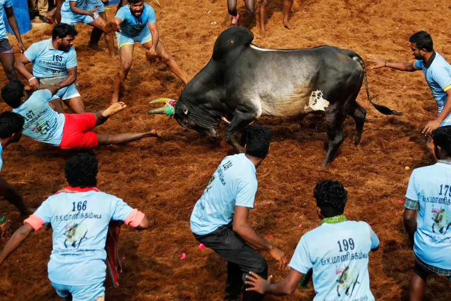 മാട്ടുപ്പൊങ്കല്‍ മാസം; തമിഴ് മക്കള്‍ക്ക് ഇത് ജല്ലിക്കെട്ടിന്റെ ആവേശപ്പൊങ്കല്‍