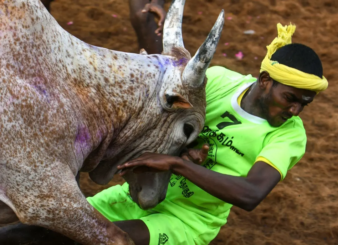 ജല്ലിക്കെട്ട് (ഫയല് ചിത്രം) Photo; AFP