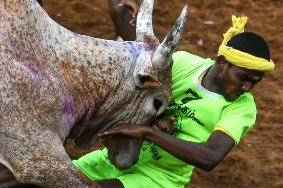 ജല്ലിക്കെട്ട് ആവേശത്തില് തമിഴ്നാട്; കാളകളെ പിടിച്ചുനിര്ത്തുന്ന വീരന്മാര്ക്ക് സമ്മാനം കാറുകള്