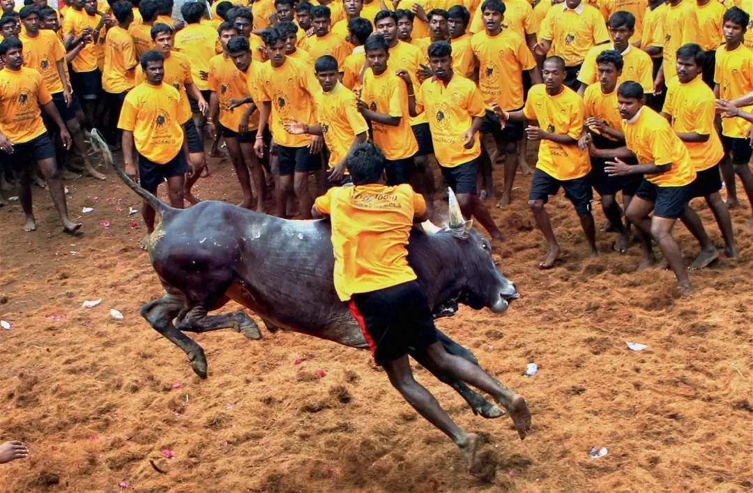 ജെല്ലിക്കെട്ട്