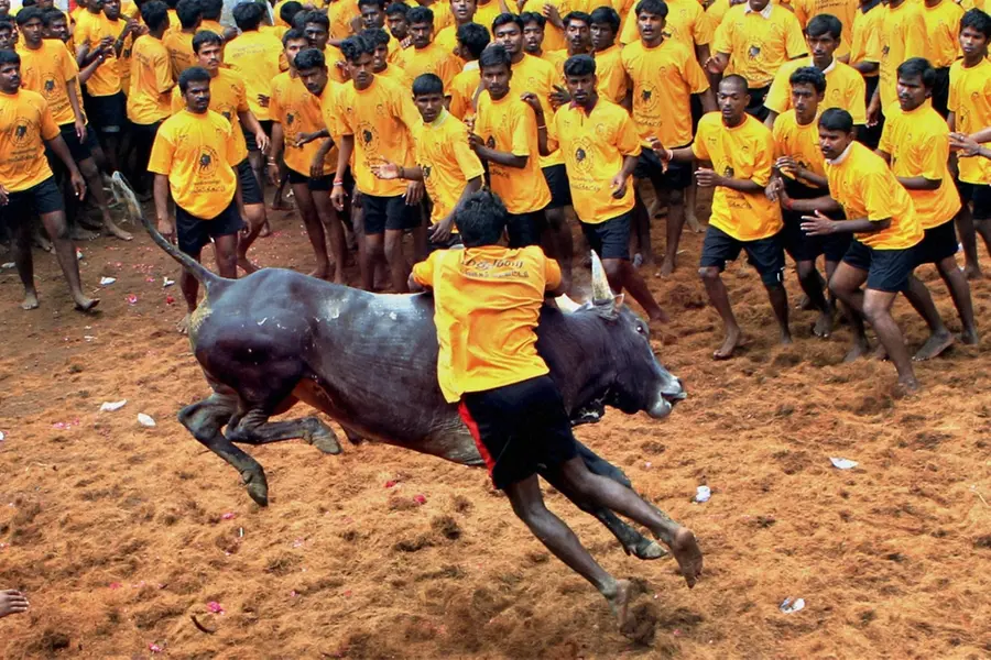 ജല്ലിക്കെട്ട് കാളയെക്കൊണ്ട് ജീവനുള്ള കോഴിയെ തീറ്റിച്ചു; യൂട്യൂബര്ക്കെതിരെ കേസ്