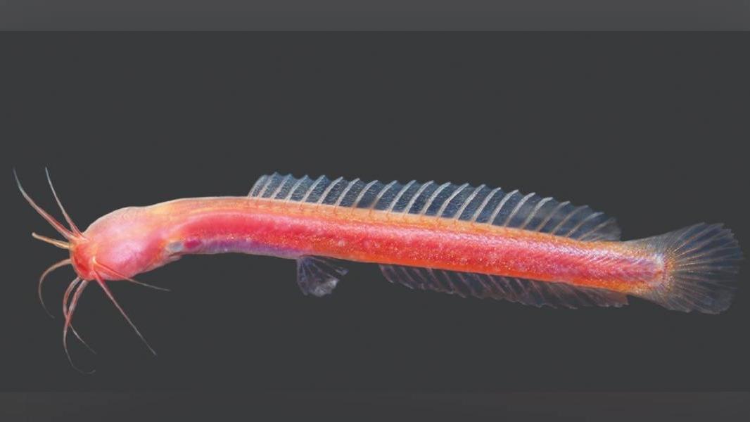 Karant Fish കിണറ്റില്നിന്ന് പുതിയ മീന് കണ്ടെത്തി; നന്ദിസൂചകമായി 'പൊതുജനം' എന്നു ...
