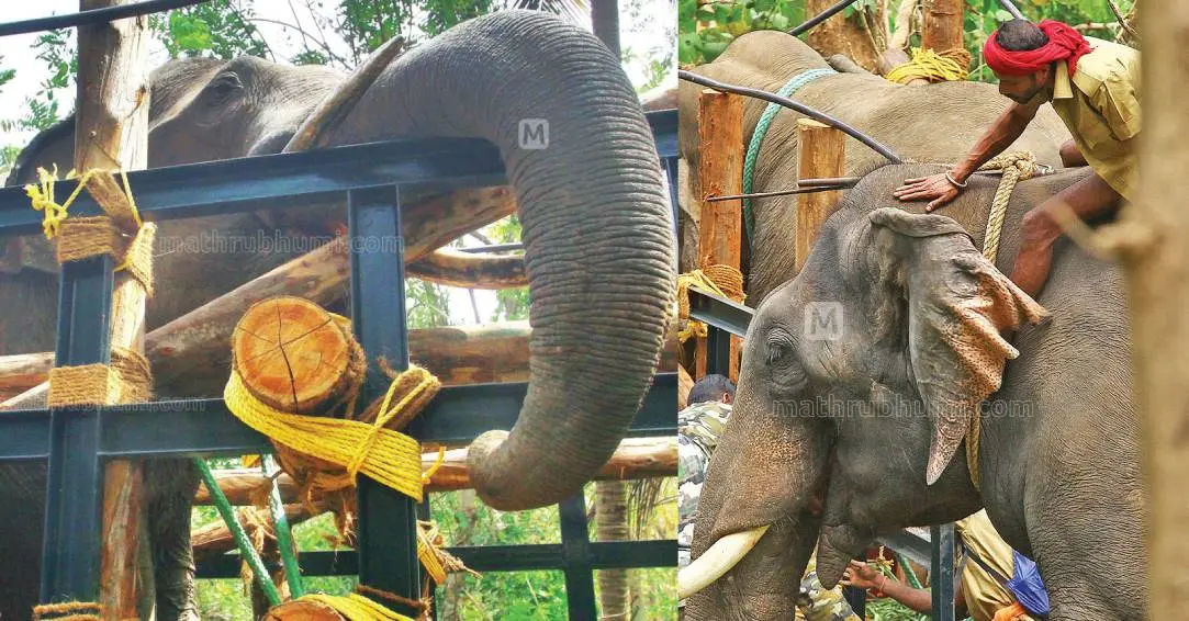 ധോണി ഡിവിഷണൽ ഫോറസ്റ്റ് ഓഫീസിൽ തയ്യാറാക്കിയ കൂട്ടിലേക്ക് കൊണ്ടുവരുമ്പോൾ ലോറിയിൽ മയങ്ങിനിൽക്കുന്ന 'പി.ടി.7' എന്ന കാട്ടാന, 'പി.ടി.7എന്ന കാട്ടാനയെ മയക്കുവെടിവെച്ച് നിയന്ത്രണത്തിലാക്കിയശേഷം ലോറിയിലേക്ക് കയറ്റിയപ്പോൾ പ്രധാന കുങ്കിയാനയായ കോന്നി സുരേന്ദ്രനെ തലോടുന്ന പാപ്പാൻ വൈശാഖ്. മൂന്ന് കുങ്കിയാനകളുണ്ടായിരുന്നെങ്കിലും കോന്നി സുരേന്ദ്രനായിരുന്നു പ്രധാനി