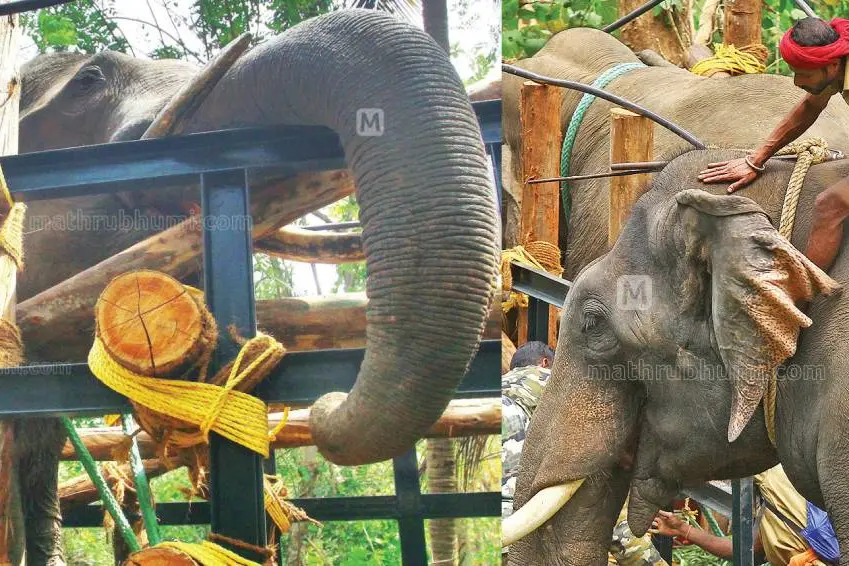 ശൗര്യമടങ്ങി;എട്ടുമണിക്കൂര് ദൗത്യത്തിലെ 'സര്പ്രൈസ് ഷോട്ട്'; ഇടിച്ചൊതുക്കിയത് കോന്നി സുരേന്ദ്രന്