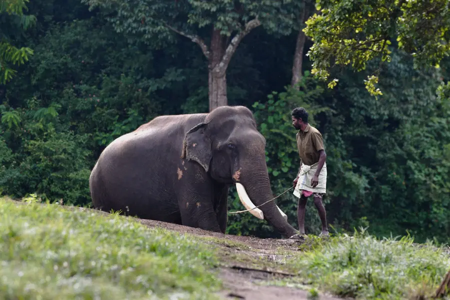 കാടുകുലുക്കി നടന്ന കൊമ്പന്മാര് ഇവിടെ അച്ചടക്കമുള്ള നല്ല കുട്ടികളാണ്; മുതുമലയിലെ ആനക്കഥകള്