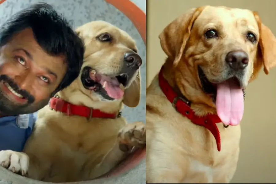 സിംഹത്തേപ്പോലെ റഷ്യയിൽക്കഴിയേണ്ടിയിരുന്ന ആളാണ് വർക്ക്ഷോപ്പുകാരന്റെ വീട്ടിൽ; ലെയ്ക്ക ട്രെയിലർ