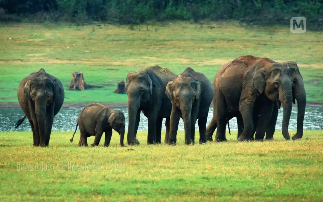 ഫോട്ടോ: അസീസ് മാഹി