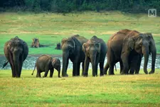 ആനക്കഥകളിലെ അപകടകാരികളല്ല, വനസ്വാതന്ത്ര്യത്തിന്റെ മാധുര്യം നുകര്‍ന്ന് ജീവിക്കുന്ന താന്തോന്നികള്‍!