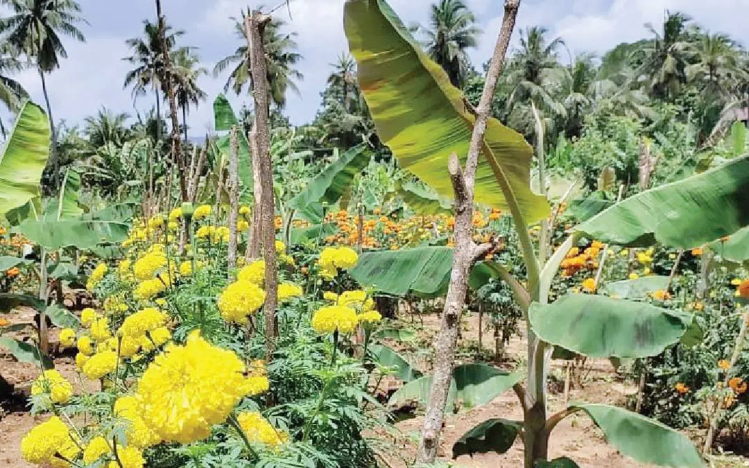 നിമാവിരകളെ ജൈവരീതിയിൽ നശിപ്പിക്കാനുള്ള ഗവേഷണത്തിന്റെ ഭാഗമായി കണ്ണാറ വാഴ ഗവേഷണകേന്ദ്രത്തിൽ വാഴത്തൈകൾക്കിടയിൽ ചെണ്ടുമല്ലിക്കൃഷിയിറക്കിയപ്പോൾ