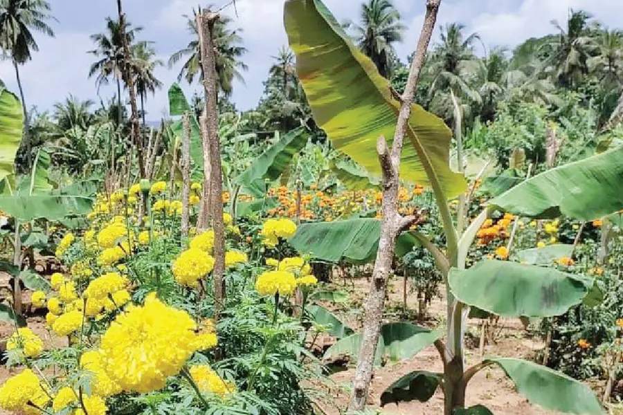 വാഴച്ചുവട്ടില് ചെണ്ടുമല്ലി നടാം; നിമാവിരകളെ നശിപ്പിക്കാം