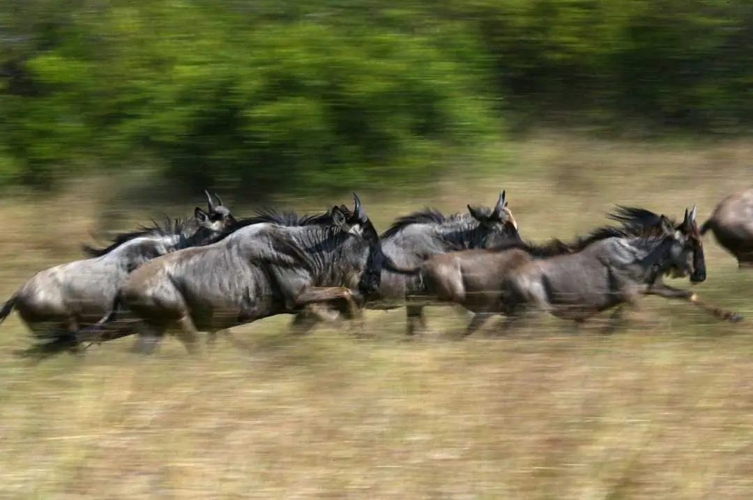 Masai Mara Great Migration | Photo: AFP