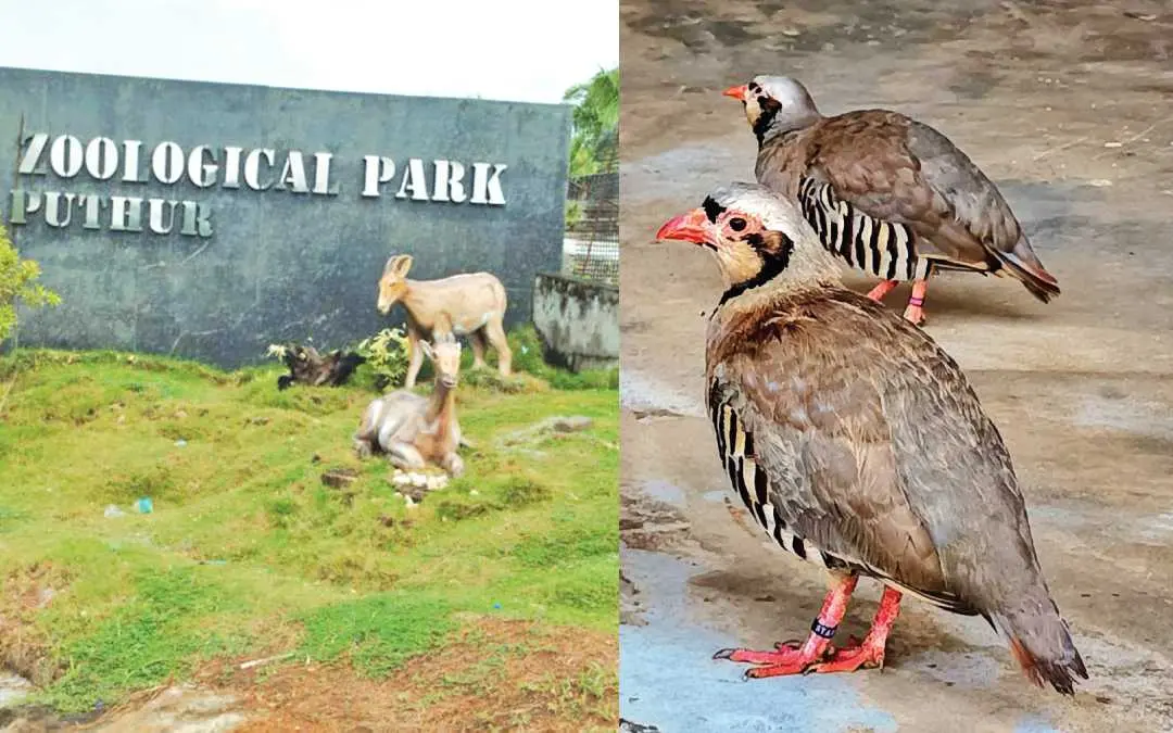 സുവോളജിക്കൽ പാർക്കിൽ കഴിഞ്ഞ ദിവസം കൊണ്ടുവന്ന ചുക്കർ പാട്രിജ് പക്ഷികൾ