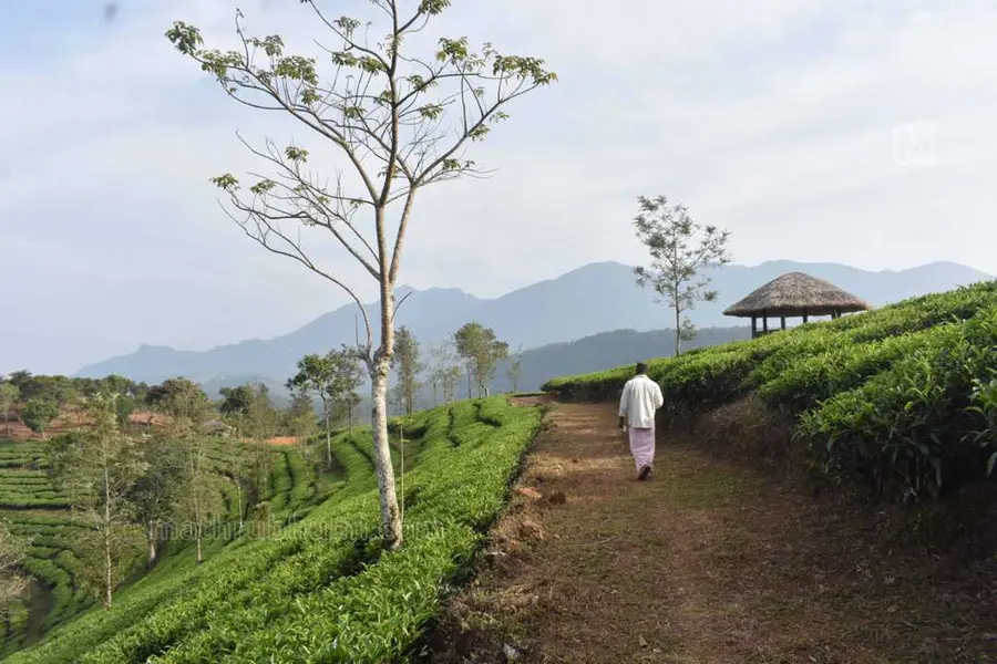 സാഹസിക സഞ്ചാരികള്ക്കായി വയനാട്ടില് പുതിയ പറുദീസ; പ്രിയദര്ശിനി ഹൈക്ക്സ്