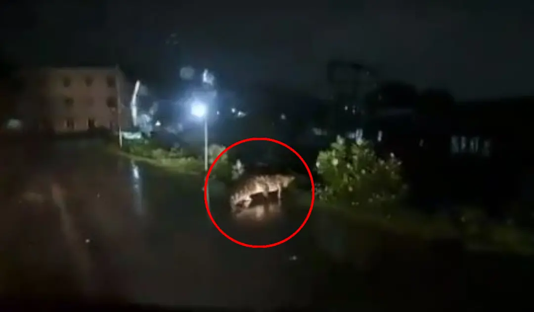 ചെന്നൈയിലെ റോഡിൽ കണ്ട മുതല | ഫോട്ടോ: Screen grab of video uploaded on X (twitter) by @ManobalaV