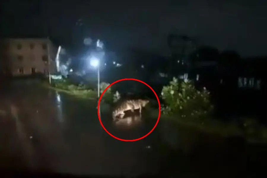 കനത്ത മഴയ്ക്കിടെ ചെന്നൈയില് നടുറോഡില് മുതല; ജനങ്ങള് ജാഗ്രത പാലിക്കണമെന്ന് അധികൃതര് | VIDEO