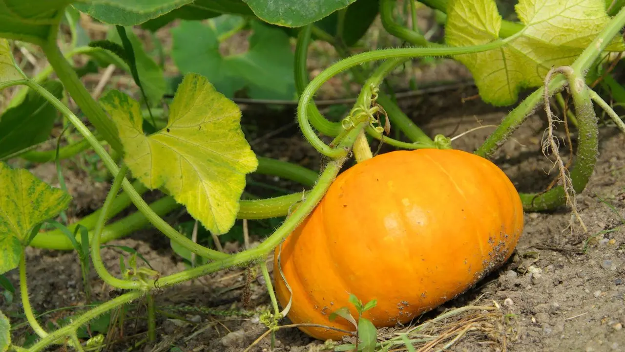 pumkin|photo:canva
