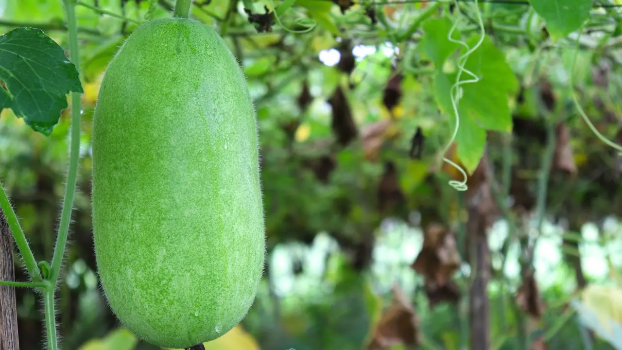 ash gourd|photo:canva
