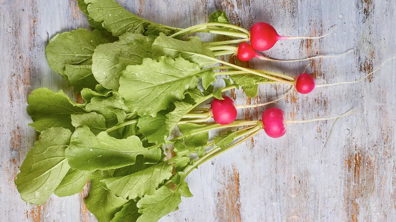 radish leaves|photo:canva