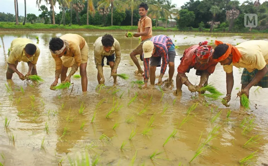 നെല്പ്പാടത്ത് പണിയെടുക്കുന്ന മറുനാടന് തൊഴിലാളികള് | ഫോട്ടോ:മാതൃഭൂമി