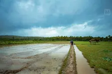 ഈ കാടു കടന്നാൽ യഥാർഥ വയൽനാടിന്റെ ചേലായി, വയലുകളുടെ സുഗന്ധമായി