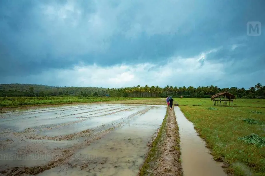 ഈ കാടു കടന്നാൽ യഥാർഥ വയൽനാടിന്റെ ചേലായി, വയലുകളുടെ സുഗന്ധമായി