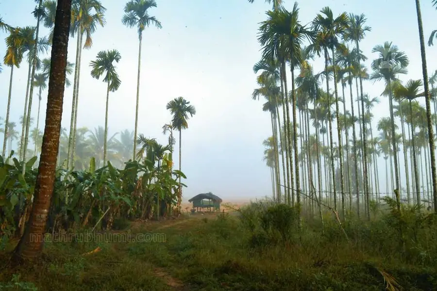 കാട് കടന്നാലുടന് ഗന്ധകശാലയുടെ സുഗന്ധമാണ്; വിസ്മയിപ്പിക്കും ഈ വയനാടന് വനഗ്രാമം