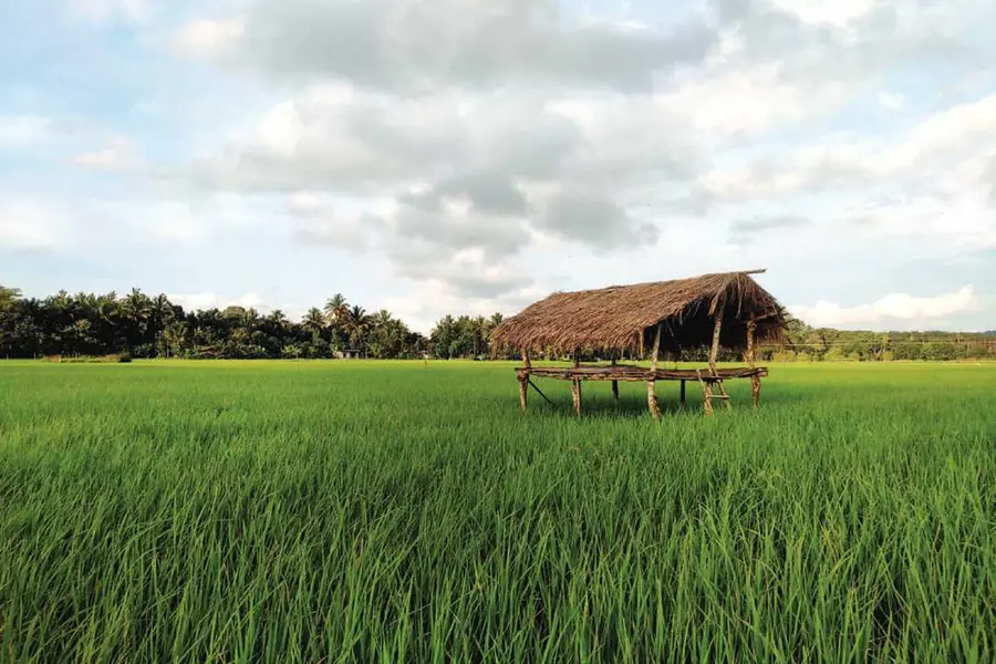 'ഗന്ധകശാല മണക്കുന്ന വനഗ്രാമം'; ജൈവകൃഷി നടത്തുന്ന മികച്ച ഊരായി വയനാടിന്റെ ചേകാടി