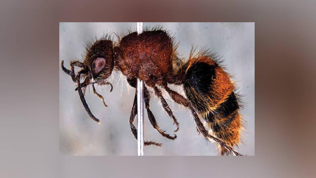 Bharwad Insect കണ്ടാൽ ഉറുമ്പുകളെ പോലെ, സൈലന്റ് വാലിയിൽ പുതിയ ഇനം കാട്ടുകടന്ന ...