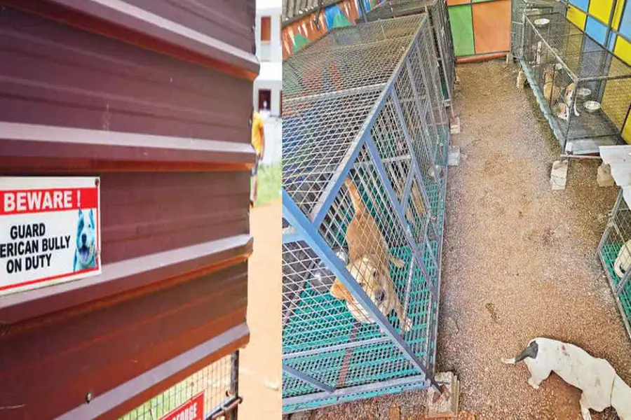 'മരിച്ചാലും ഒരു ഇതിഹാസമായി മരിക്കും'; നായ്ക്കളും ആമകളും,ഒരുദിവസം കൊണ്ട് കാർ പൊളിച്ചു,എല്ലാം വിചിത്രം