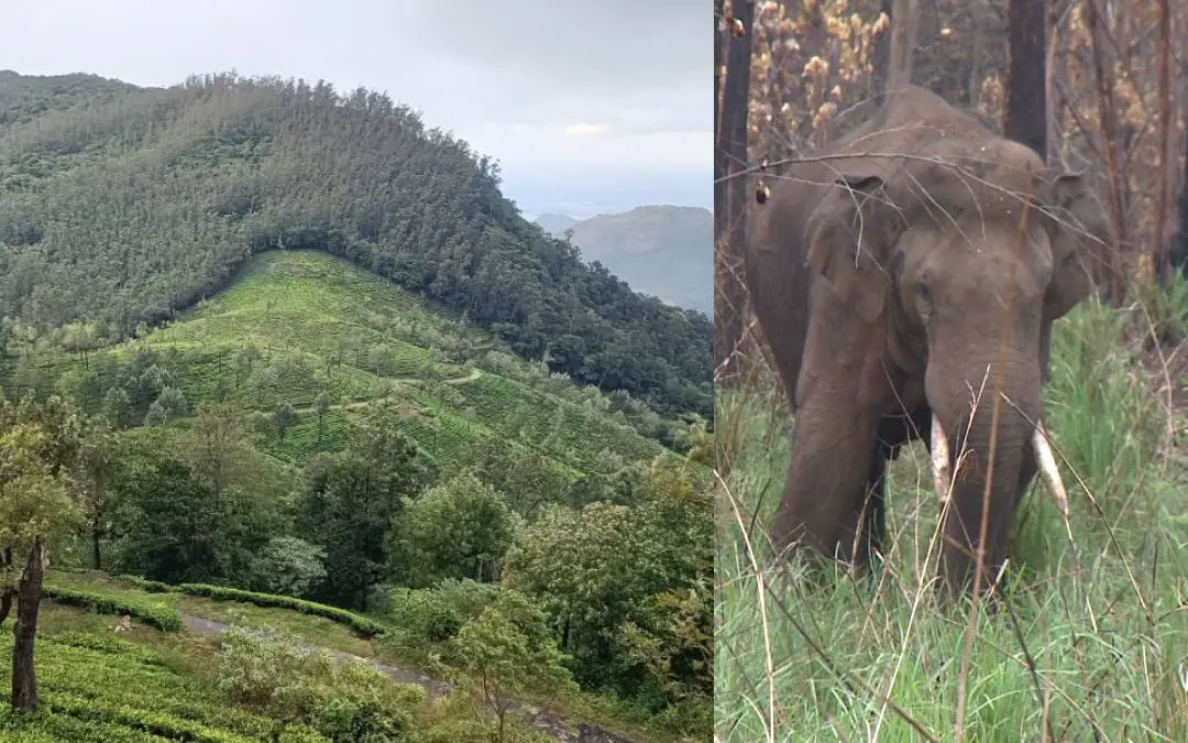 മാഞ്ചോല, അരിക്കൊമ്പന് (ഫയല് ചിത്രം)