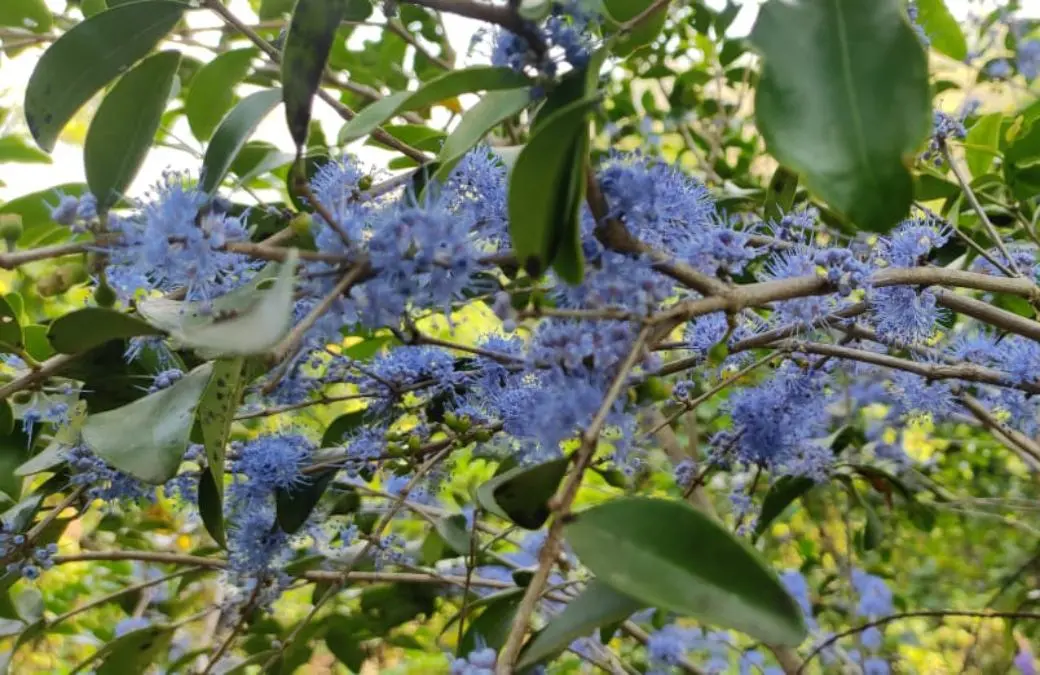 കായാമ്പൂ