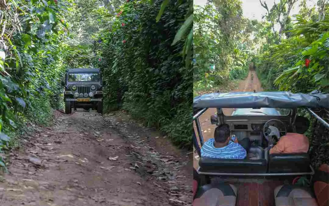 തേക്കടി ജീപ്പ് സഫാരി