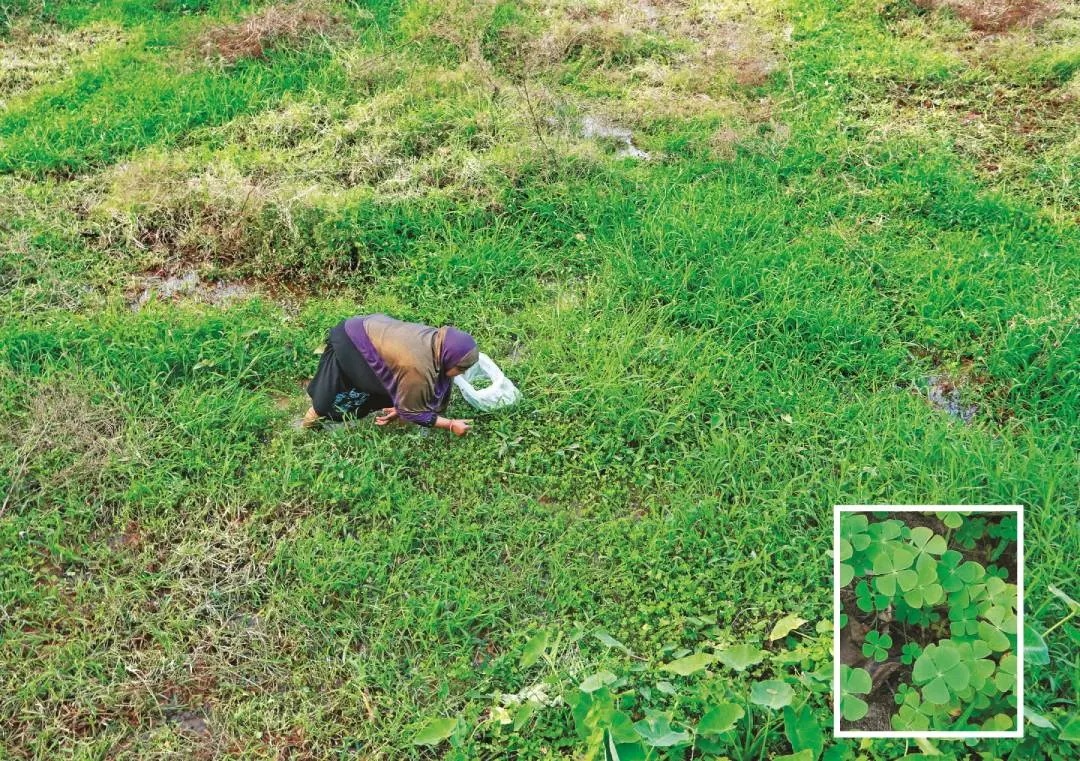 photo|കോട്ടയ്ക്കല് കോട്ടപ്പടിക്കു സമീപം വയലില്നിന്ന് ഷുഷ്നിയിലകള് പറിക്കുന്ന പശ്ചിമബംഗാള് സ്വദേശിനി മീനു. ഇന്സെറ്റില് നാലില