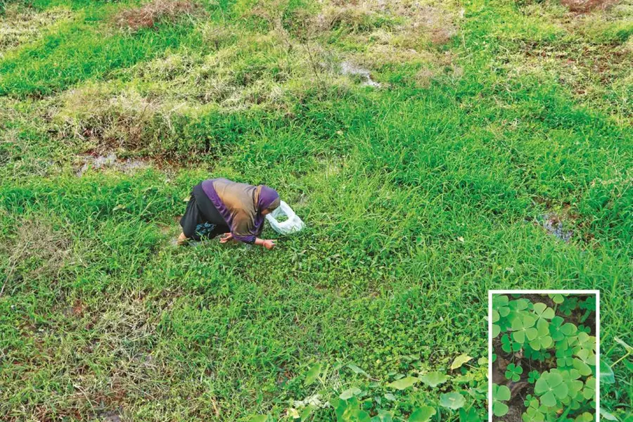 നമുക്കിത് പാടത്തെ കളയാണ് ; ബംഗാളികള്ക്കോ പ്രിയപ്പെട്ട ഇലക്കറിയും