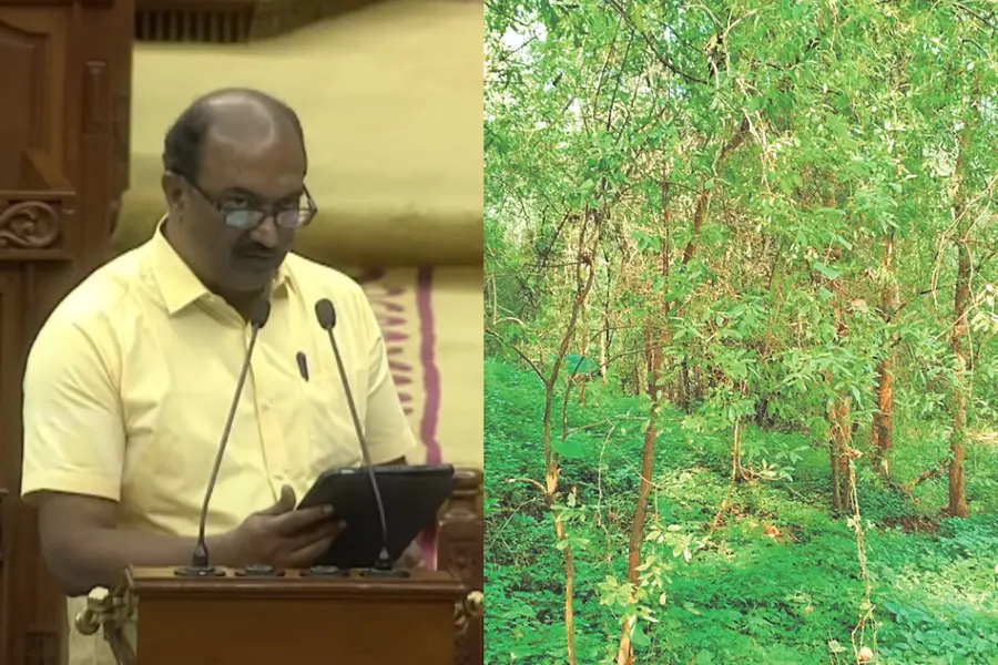 50 ശതമാനം തുക മുൻകൂർ, കൂടുതൽ ശേഖരണ കേന്ദ്രങ്ങൾ; ചന്ദനകൃഷി പ്രോത്സാഹിപ്പിക്കാൻ നിയമങ്ങൾ മാറ്റും