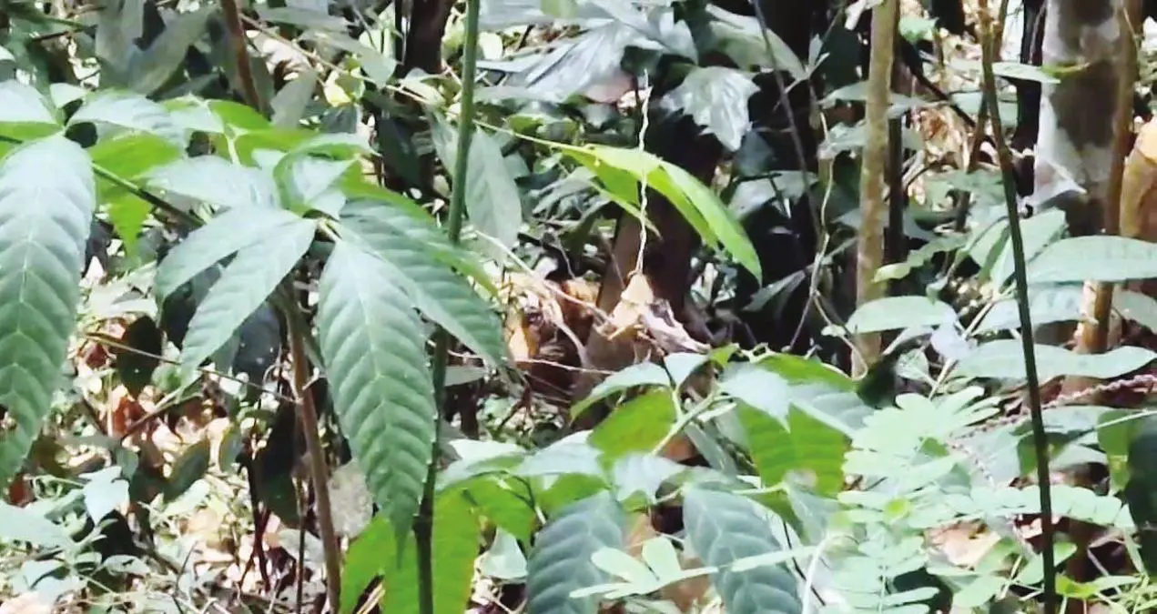 കരിയംകാപ്പിലെ കൃഷിയിടത്തിൽ കണ്ട കടുവ