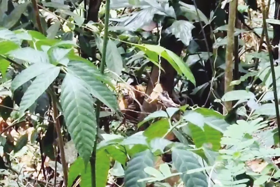 വനംവകുപ്പിന്റെ നിരീക്ഷണത്തിലുണ്ടായിരുന്ന കടുവ കടന്നുകളഞ്ഞു