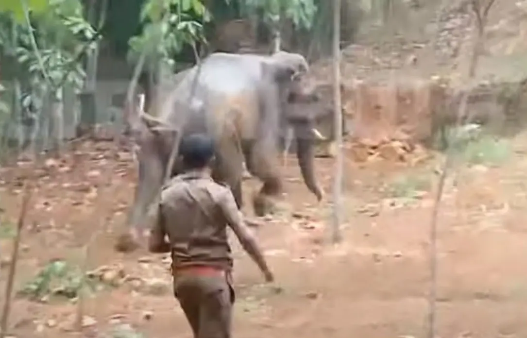 കിണറില് നിന്നും പുറത്തെത്തിച്ച കുട്ടിക്കൊമ്പനെ കാട്ടിലേക്ക് തുരത്തുന്ന ഫോറസ്റ്റ് ഉദ്യോഗസ്ഥന്