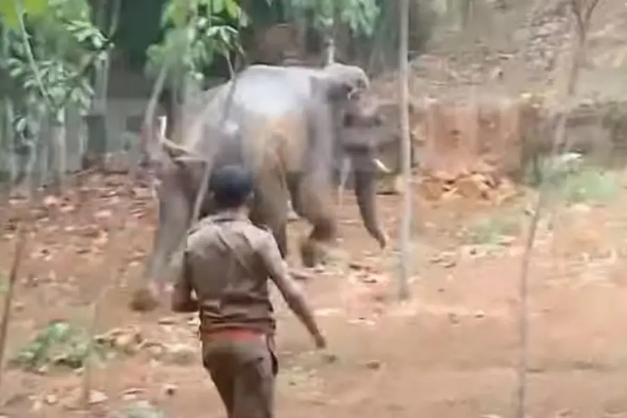കോതമംഗലത്ത് കിണറ്റിൽവീണ ആനയെ പുറത്തെത്തിച്ചു; കാട്ടിലേക്ക് തുരത്താൻ ശ്രമം, സ്ഥലത്ത് പ്രതിഷേധം
